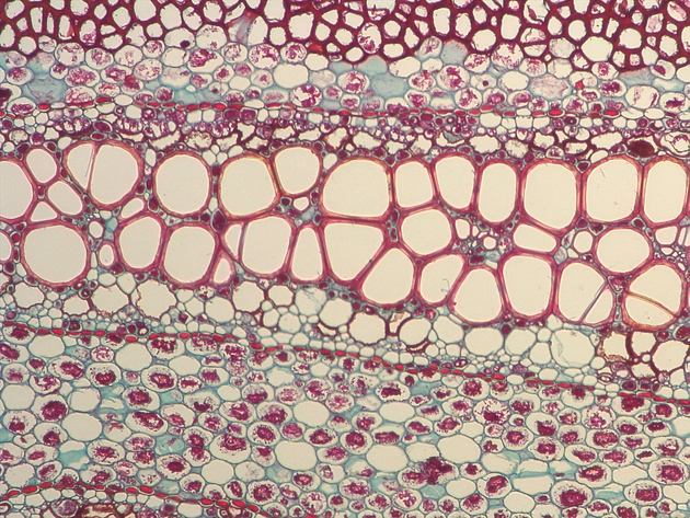 Fern Stem Slides - Fernstem 01 200X